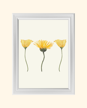 DANDELIONS art print