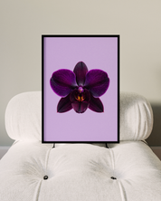 VIOLET ORCHID art print