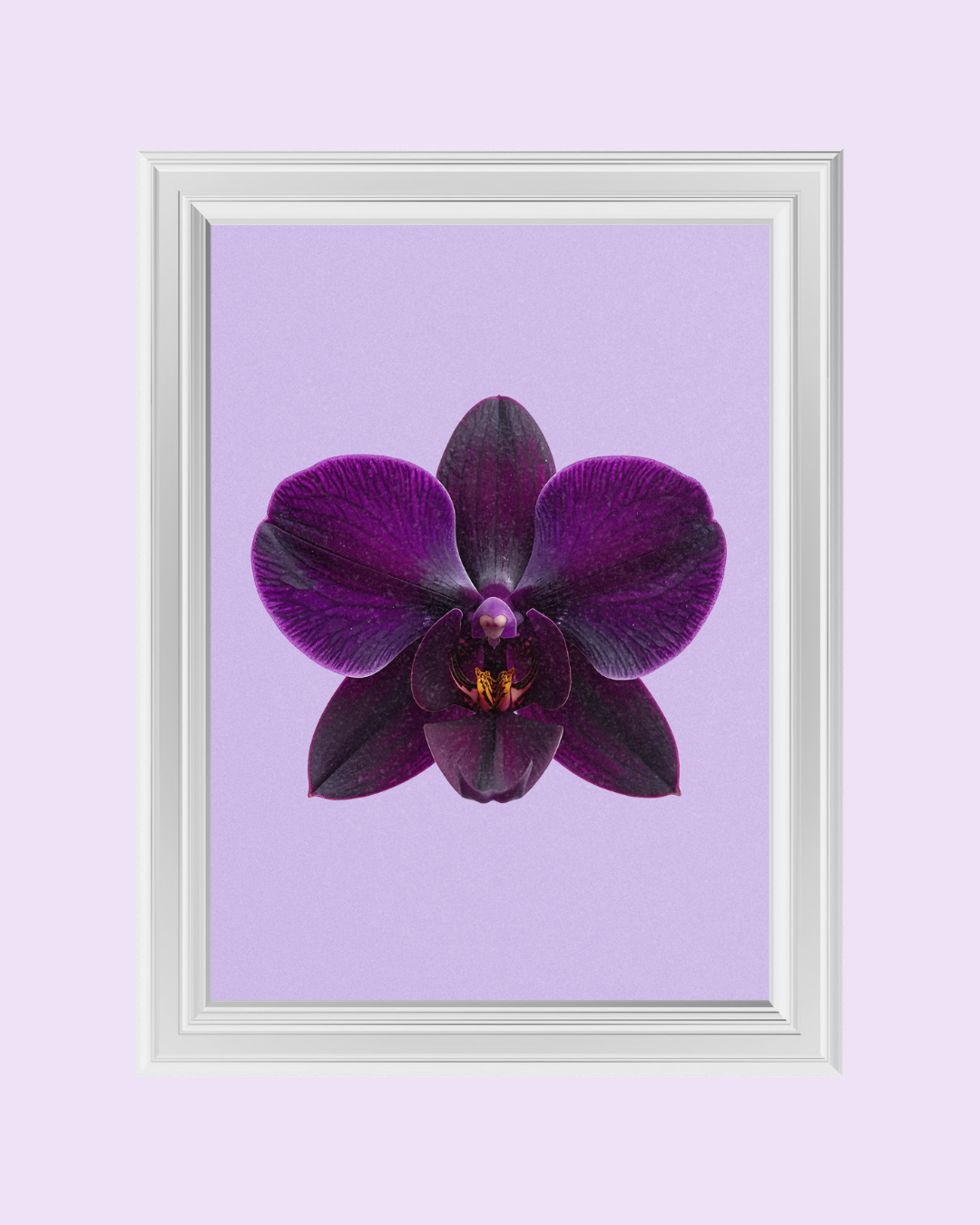 VIOLET ORCHID art print