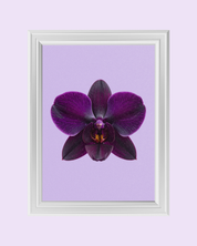 VIOLET ORCHID art print