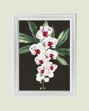 White Orchids Dark art print