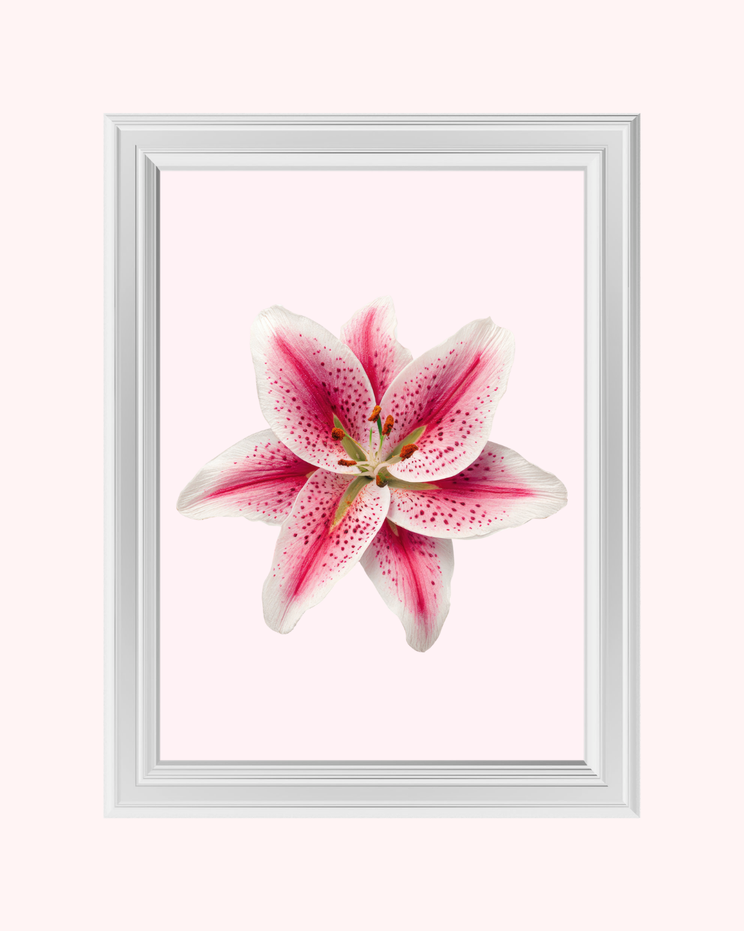 PINK LILY art print