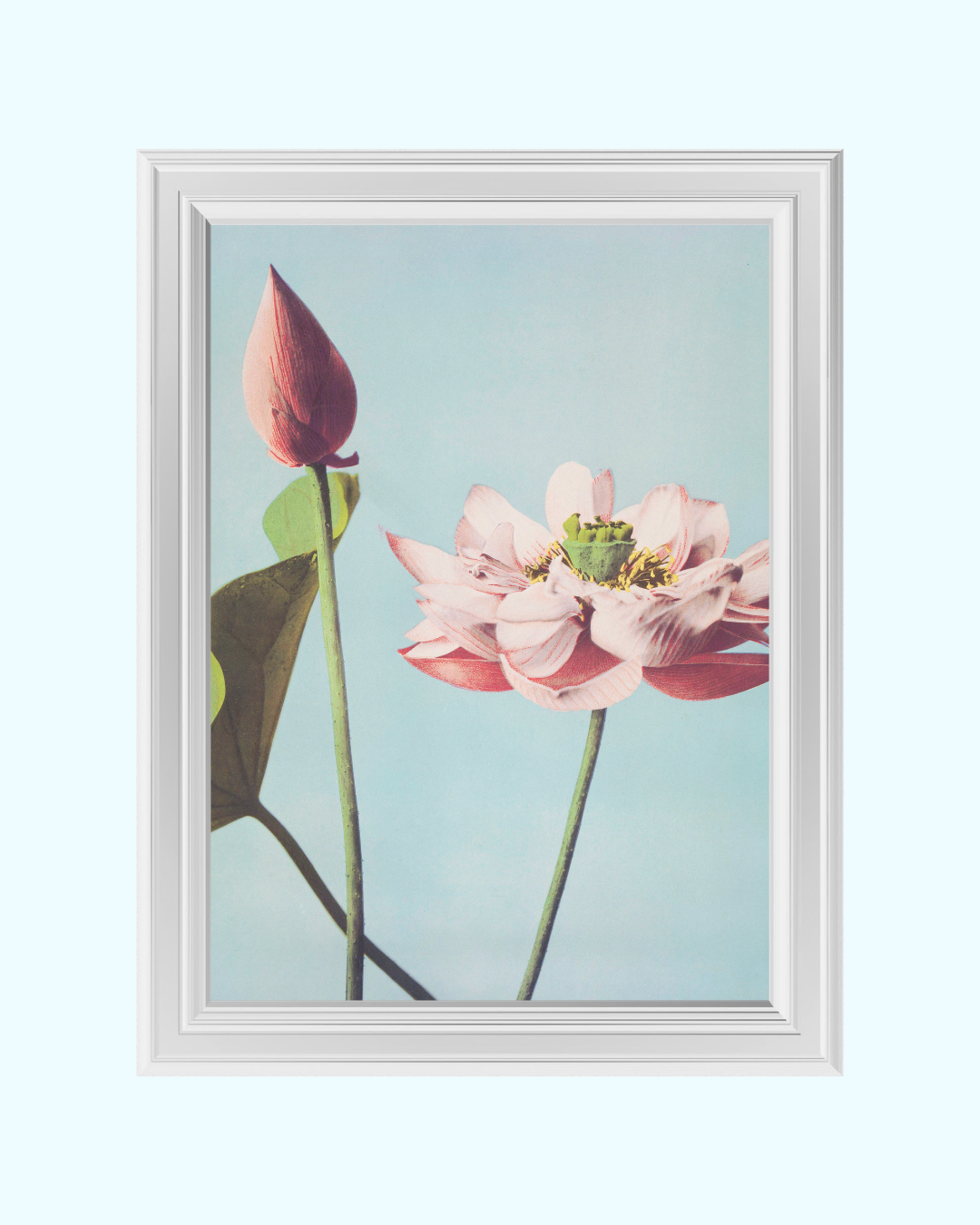 SERENITY LOTUS art print