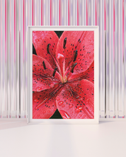Crimson Kiss art print