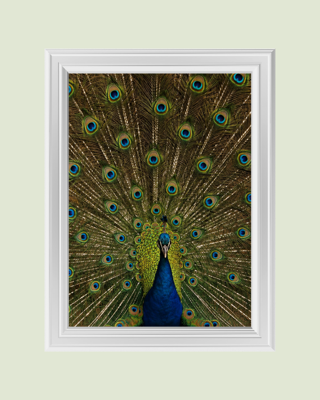 Peacock art print