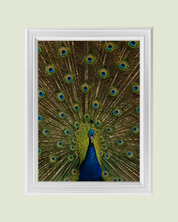 Peacock art print