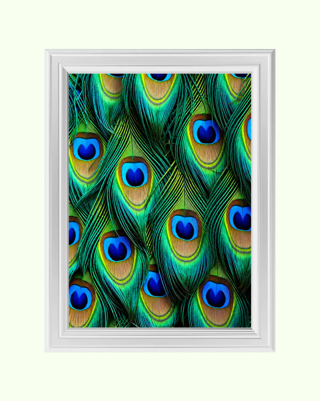 Peacock Feathers art print