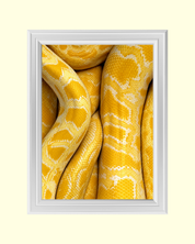 Yellow Python art print