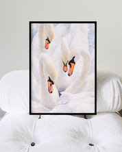 WHITE SWANS art print
