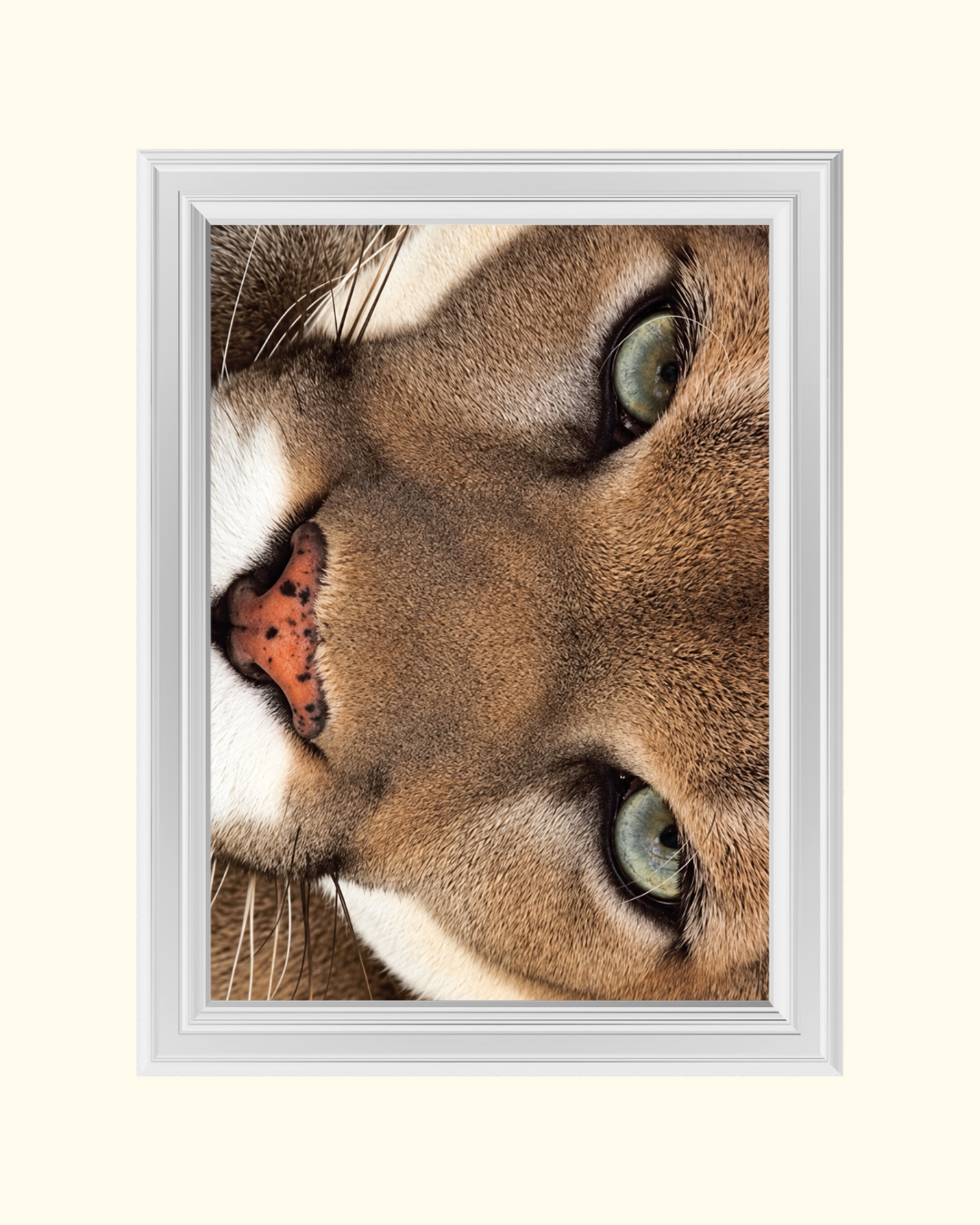 Cougar Face art print
