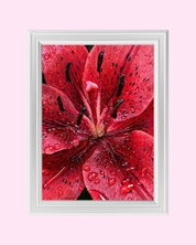 Crimson Kiss art print