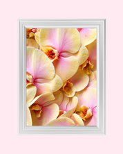 Blush Orchid art print