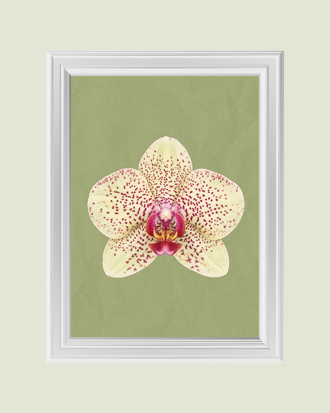 Spotted Yellow Orchid art print