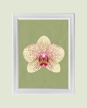 Spotted Yellow Orchid art print