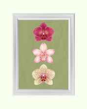 Orchid Trio art print