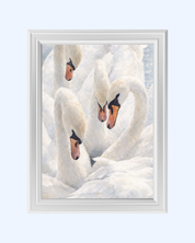 WHITE SWANS art print