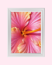 Sunset Hibiscus art print