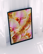 Blush Orchid art print